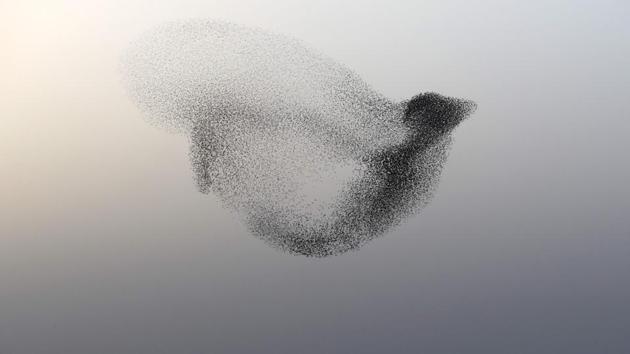 A murmuration of starlings performing their traditional dance before landing to sleep near Rahat, Israel on January 22, 2018. (Menahem Kahana / AFP) A murmuration of starlings performing their traditional dance before landing to sleep near Rahat, Israel on January 22, 2018. (Menahem Kahana / AFP)