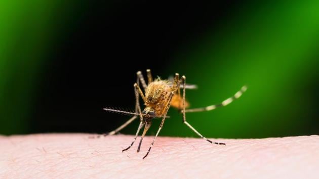 According to the findings, the repurposed drug effectively protected and rescued neural cells infected by the Zika virus. (Shutterstock) According to the findings, the repurposed drug effectively protected and rescued neural cells infected by the Zika virus. (Shutterstock)