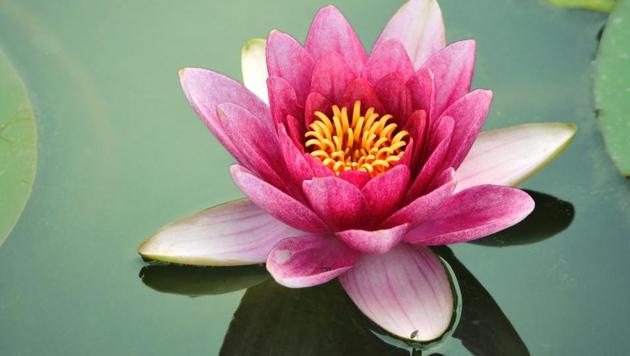 Lotuses are blooming at Kashmir’s Dal Lake; its stems are making a ...