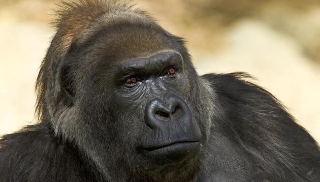 This undated photo provided by the San Diego Zoo Safari Park shows Vila, an African gorilla.(AP Photo)