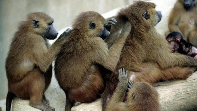 Baboons preen each other at the Paris Zoological Park in the Bois de Vincennes in the east of Paris, France, October 23, 1995. Some fifty baboons escaped January 26, 2018 from their enclosure and most have been recaptured. Picture taken October 23, 1995.(Reuters File)