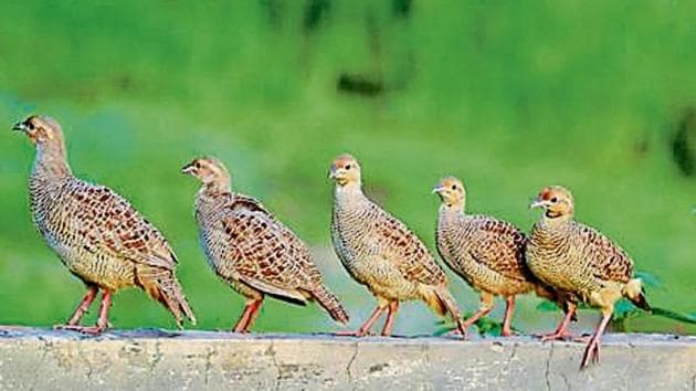 Grey partridges perched on the wall of a vacant plot in the heart of Patiala city. (PHOTO: TARIKA SANDHU) Grey partridges perched on the wall of a vacant plot in the heart of Patiala city. (PHOTO: TARIKA SANDHU)