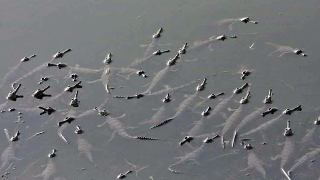 Breeding Gharial population in Parvati River, a tributary of Chambal river. (HT Photo) Breeding Gharial population in Parvati River, a tributary of Chambal river. (HT Photo)