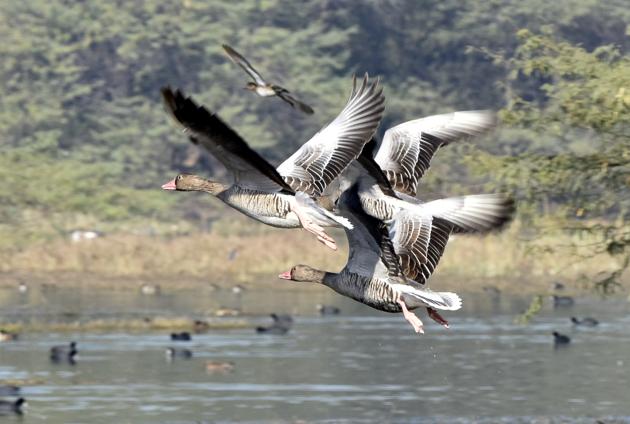 Greylag geese, which are migratory in nature, in Gurgaon’s Sultanpur National Park.(Sanjeev Verma/HT PHOTO) Greylag geese, which are migratory in nature, in Gurgaon’s Sultanpur National Park.(Sanjeev Verma/HT PHOTO)