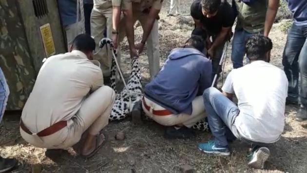 The 5-year-old male leopard suffered an injury on its right leg. (Representational photo) The 5-year-old male leopard suffered an injury on its right leg. (Representational photo)