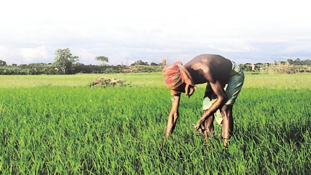 The Economic Survey said on Monday the footprint of climate change is evident and extreme weather adversely impacts agricultural yields.(AFP File Photo)