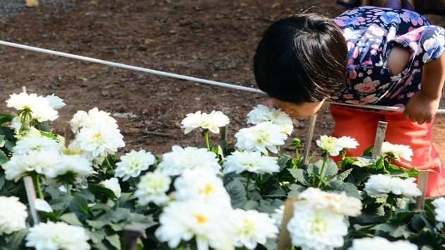 A child is mesmerised by the sight of an exotic flower at the flower show. (Shankar Narayan/HT PHOTO) A child is mesmerised by the sight of an exotic flower at the flower show. (Shankar Narayan/HT PHOTO)
