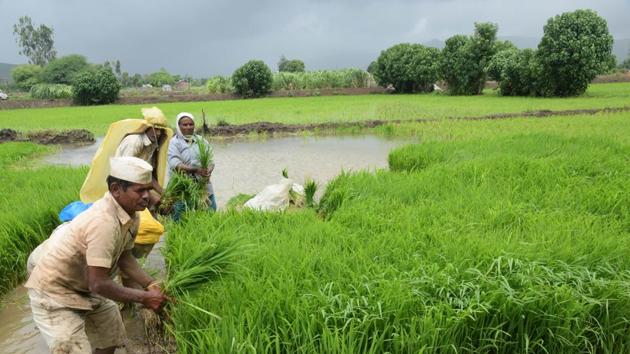 Climate change — whose imprint on Indian agriculture is already visible — might reduce farm incomes by up to 20-25 % in the medium term, the Survey for 2017-18 said.(HT file photo)