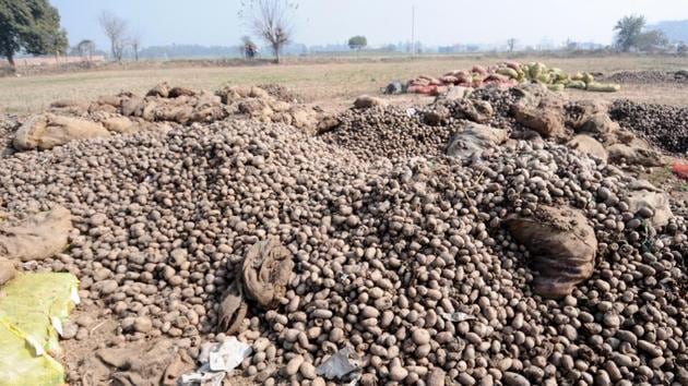 Mohali, India January 28: Potato dumped road side in village Chatt in Mohali on Sunday, January 28, 2018. (Ravi Kumar/HT) Mohali, India January 28: Potato dumped road side in village Chatt in Mohali on Sunday, January 28, 2018. (Ravi Kumar/HT)