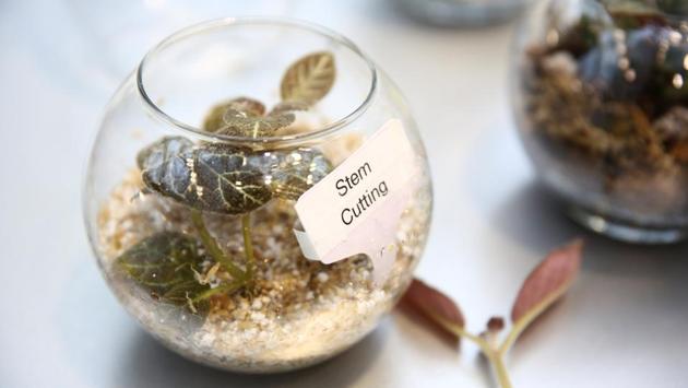 A stem cutting at the Amazon Spheres opening event. The Spheres, made up of 2,643 glass panels, house over 40,000 plants from 400 species and across 5 continents. (Lindsey Wasson / REUTERS) A stem cutting at the Amazon Spheres opening event. The Spheres, made up of 2,643 glass panels, house over 40,000 plants from 400 species and across 5 continents. (Lindsey Wasson / REUTERS)