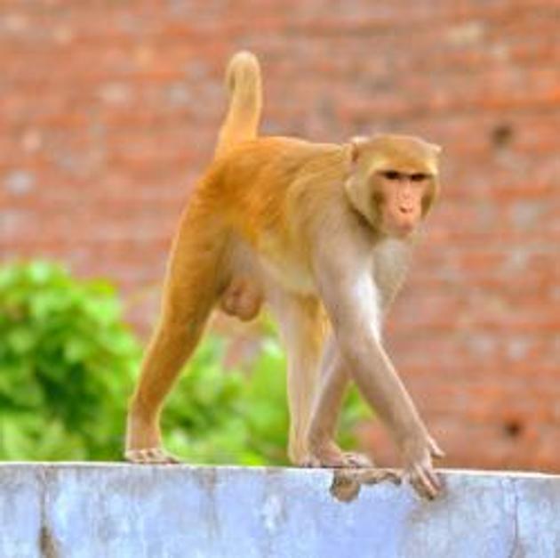 The forest department recently floated tenders for monkey catching at Haridwar in which five groups from Uttar Pradesh came forward. None from Uttarakhand came forward.(HT Photo)