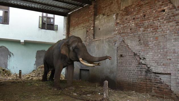 Hira, one of the seven domesticated elephants in Delhi’s Wazirabad area. (Saumya Khandelwal/HT File Photo) Hira, one of the seven domesticated elephants in Delhi’s Wazirabad area. (Saumya Khandelwal/HT File Photo)