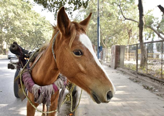 Around 40 horses in and around Delhi tested positive for glanders disease.(Sanjeev Verma/HT Photo) Around 40 horses in and around Delhi tested positive for glanders disease.(Sanjeev Verma/HT Photo)