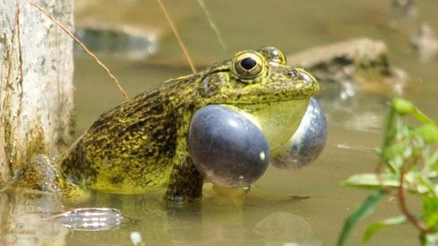 At least 412 amphibian species are found in the country and some of them are on the verge of extinction.(HT File Photo)