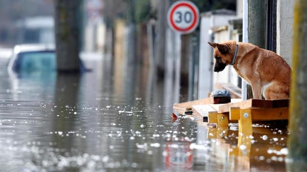A dog at the entrance of a house in the flooded residential area of Villeneuve-Saint-Georges. Flood monitoring agency Vigicrues said the water levels in Paris hit a maximum height of 5.84 meters on the Austerlitz scale early Monday. That’s below initial fears last week, and well below record levels of 8.62 meters in 1910, but still meters above normal levels of about 1.5 meters. (Christian Hartmann / REUTERS)