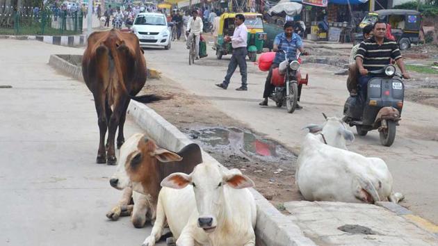 Stray cattle have become a menace in Rajasthan’s Bikaner.(HT File Photo.)