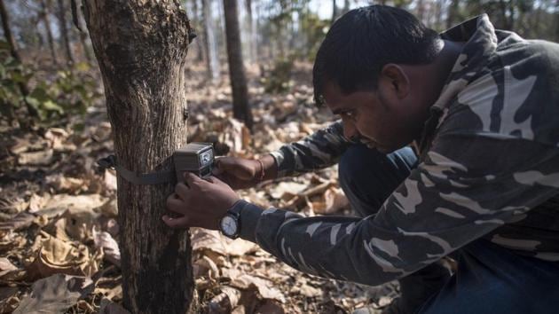 The forest department has set up at least eight different teams, along with veterinary doctors and forest personnel, in the area to capture and tranquilise the animal.(HT File Photo)