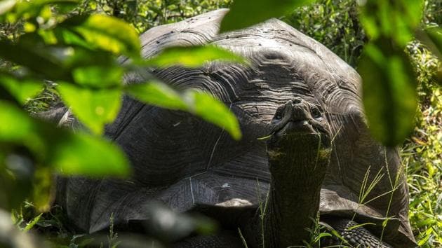 A Santa Cruz Island adult giant tortoise is seen in the wild on Santa Cruz Island, in the remote Ecuadorean archipelago.(AFP/Pablo Cozzaglio)