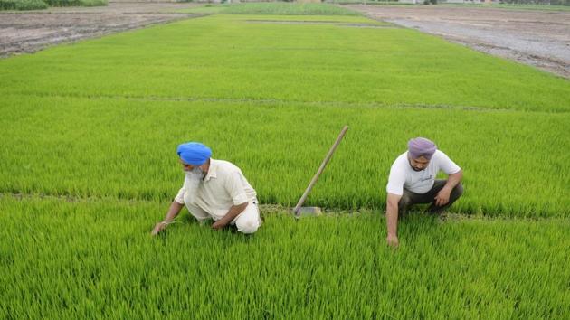 ‘The agrarian crisis is much deeper than seen. The budget has not taken any concrete step to resolve the crisis.’ (HT File) ‘The agrarian crisis is much deeper than seen. The budget has not taken any concrete step to resolve the crisis.’ (HT File)