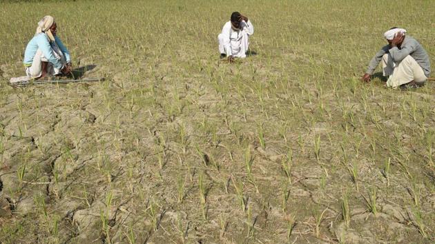 Farmers sit in a semi-dried up paddy field at Likhambha village of Sanad taluka, some 40 km from Ahmedabad. (AFP File Photo) Farmers sit in a semi-dried up paddy field at Likhambha village of Sanad taluka, some 40 km from Ahmedabad. (AFP File Photo)