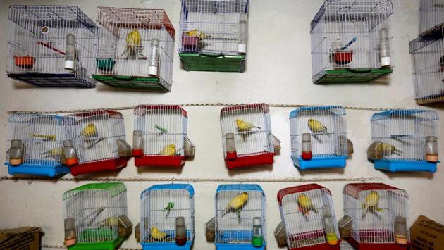 Canary cages hang inside a shop for sale inside the narrow alleys of the market, where the war seems a long way off. (Mohammad Ismail / REUTERS)