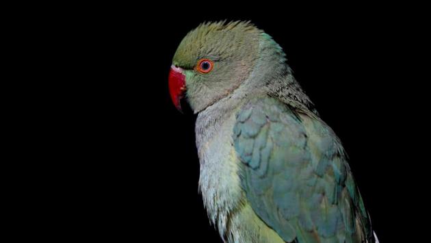 A parrot is seen inside a shop for sale at the Ka Faroshi bird market in Kabul. Most of the birds come from Afghanistan, caught in the wild or raised. (Mohammad Ismail / REUTERS)