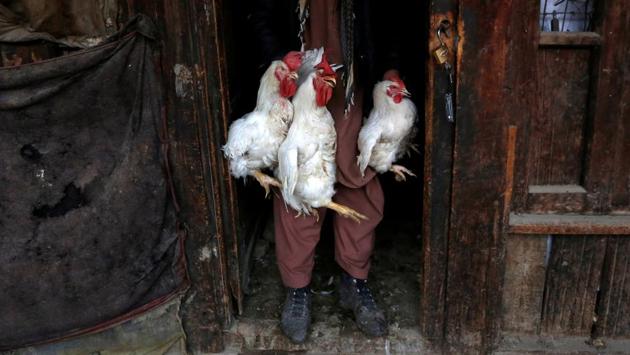 Roosters for sale at the Ka Faroshi bird market in Kabul. “In Afghanistan, it’s a passion to keep birds,” said Rafiullhah Ahmadi, who sells fighting cocks at the market. (Mohammad Ismail / REUTERS)