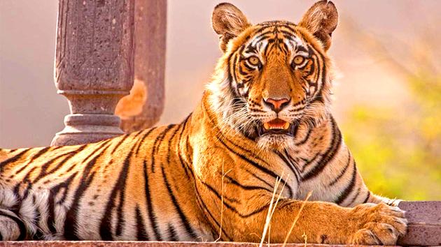 Tiger sitting in an ancient Shiva temple in Ranthambhore national park.(Aditya "Dicky" Singh)