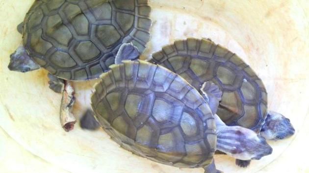 STF recovered turtles from the arrested smugglers. (HT PHOTO) STF recovered turtles from the arrested smugglers. (HT PHOTO)