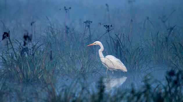 An egret hunting in a small pool at twilight in Keoladeo Ghana National Park of Bharatpur, India. Exhibition curator Laura Williams’ theatrical approach is an attempt to simulate the dramatic experience of being inside a forest by exhibiting photographs inside a theatre. (Aditya Singh) 