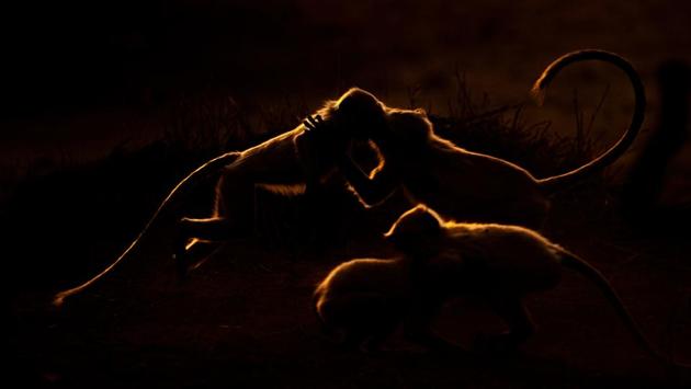 Backlit playful langurs at dusk in Ranthambore National Park, India. Singh personally refers to the exhibition as “Tigers in my backyard.” (Aditya Singh) 