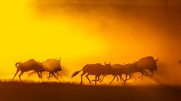 Wildebeest run during sunrise at the annual wildebeest migration in Maasai Mara National Reserve, Kenya. A wide array of nature pictures spaning from animals to landscapes and a selection of infrared images can be found at this exhibition. (Aditya Singh) 