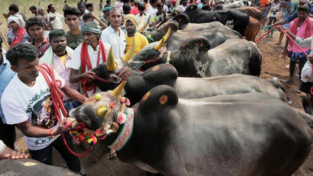 Participants with bulls during a Jallikattu event in Coimbatore. (PTI) Participants with bulls during a Jallikattu event in Coimbatore. (PTI)