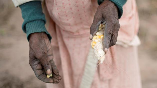 A woman plants maize in a communal vegetable garden in Kwandengezi, South Africa on January 31, 2018. (Rogan Ward / REUTERS ) A woman plants maize in a communal vegetable garden in Kwandengezi, South Africa on January 31, 2018. (Rogan Ward / REUTERS )