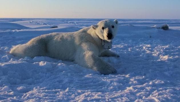 An adult female polar bear lays on the sea ice. (REUTERS) An adult female polar bear lays on the sea ice. (REUTERS)