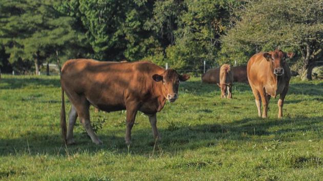 Cows grazing in an open field. The rescued cow was a three and a half-year-old red Limousin. (Shuuterstock/Representative image) Cows grazing in an open field. The rescued cow was a three and a half-year-old red Limousin. (Shuuterstock/Representative image)