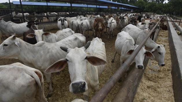 Deliverable targets in this year’s Union budget show Rs 50 crore for the project to cover 40 million cattle.(HT File Photo)