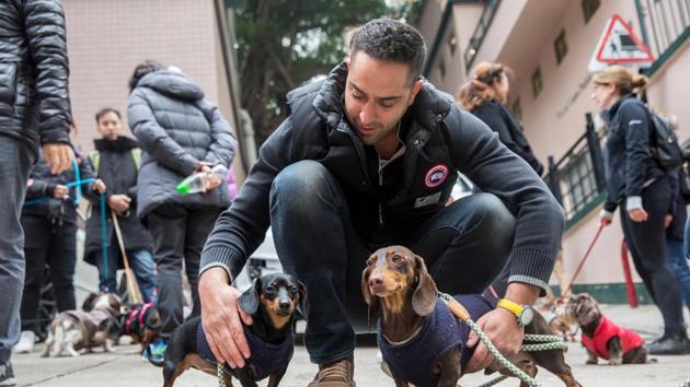 An owner (C) pats dachshunds while taking part in the city's first "Sausage Walk" in Hong Kong on February 3, 2018. (AFP Photo) An owner (C) pats dachshunds while taking part in the city's first "Sausage Walk" in Hong Kong on February 3, 2018. (AFP Photo)