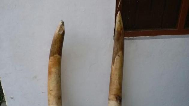 Two tusks seized in Terai region last year. (HT Photo) Two tusks seized in Terai region last year. (HT Photo)