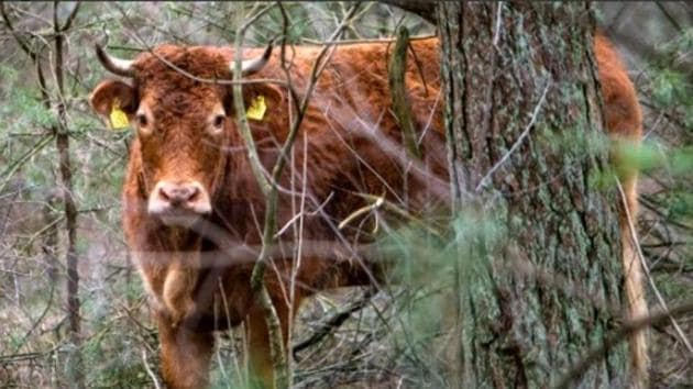The three-and-a-half-year old cow will get to live out her days in pasture.(Courtesy: Party for the animals) The three-and-a-half-year old cow will get to live out her days in pasture.(Courtesy: Party for the animals)