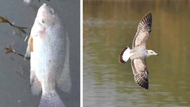 A dead ‘Perch’ fish and (right) a Pallas’ gull at Sukhna’s regulator end. (Vikram Jit Singh and Darshan Sidhu) A dead ‘Perch’ fish and (right) a Pallas’ gull at Sukhna’s regulator end. (Vikram Jit Singh and Darshan Sidhu)
