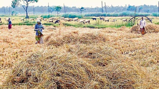 Tamil Nadu farmers are crying hoarse for 15 tmcft of water to save the standing samba crop, but the state government is in a bind given the precariously low storage level in the Mettur dam.(S Raja/ Hindustan Times)