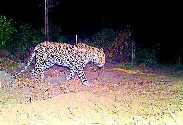 Recently, a 30-year-old woman was severely injured following a leopard attack in Junnar and had died five days later. (HT FILE PHOTO) Recently, a 30-year-old woman was severely injured following a leopard attack in Junnar and had died five days later. (HT FILE PHOTO)