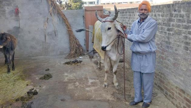 The lone bullock cart jockey, Santokh Singh, with his bull at his house in Kila Raipur. (Gurpreet Singh/HT) The lone bullock cart jockey, Santokh Singh, with his bull at his house in Kila Raipur. (Gurpreet Singh/HT)