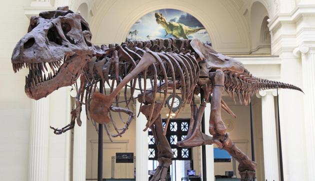 The Field Museum is famous for its Tyrannosaurus rex fossil named Sue.(Shutterstock)