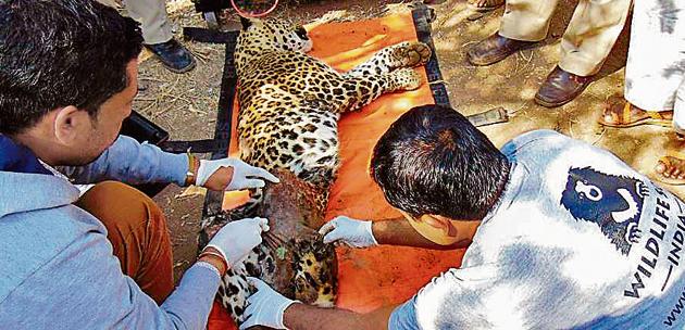 Hindustan Times had reported on February 1 that 40 leopards were killed in January alone this year. Last year, 63 leopards died in road and rail accidents. (HT) Hindustan Times had reported on February 1 that 40 leopards were killed in January alone this year. Last year, 63 leopards died in road and rail accidents. (HT)
