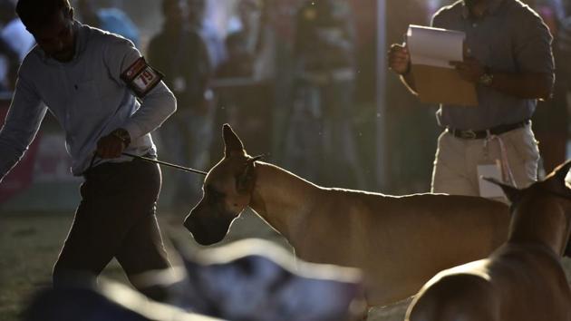 A handler runs with his Great Dane during the Silicon City Kennel Club, 115th, 116th & 117th Championship Dog Show in Bengaluru. Affiliated to the Kennel Club of India, the primary objective of the Club is to promote the scientific breeding of dogs and disseminate useful information for those interested in the pure bred dog. (Arijit Sen / HT Photo) A handler runs with his Great Dane during the Silicon City Kennel Club, 115th, 116th & 117th Championship Dog Show in Bengaluru. Affiliated to the Kennel Club of India, the primary objective of the Club is to promote the scientific breeding of dogs and disseminate useful information for those interested in the pure bred dog. (Arijit Sen / HT Photo)