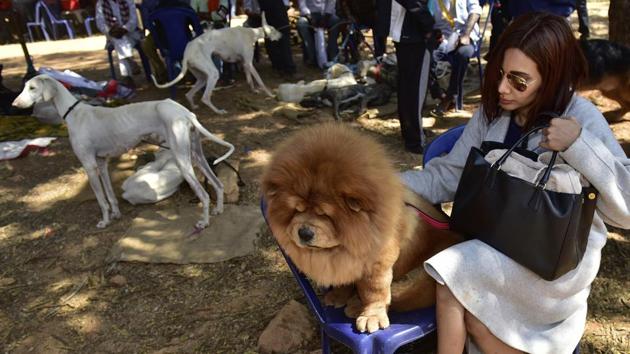 A Chow Chow (C) dog along with her owner during the dog show. The Mudhol (L), also known as Caravan Hound, a breed of sight hounds native to India were also the part of the show. (Arijit Sen / HT Photo) A Chow Chow (C) dog along with her owner during the dog show. The Mudhol (L), also known as Caravan Hound, a breed of sight hounds native to India were also the part of the show. (Arijit Sen / HT Photo)