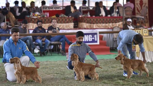 Owners line up their English Cocker Spaniels -- a breed of gun dog -- at the judging area. The first 31 dog shows were held in Lahore between 1896 and 1907 under the Northern India Kennel Association. (Arijit Sen / HT Photo) Owners line up their English Cocker Spaniels -- a breed of gun dog -- at the judging area. The first 31 dog shows were held in Lahore between 1896 and 1907 under the Northern India Kennel Association. (Arijit Sen / HT Photo)