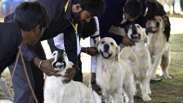 Handlers display their Golden Retrievers, dogs with a particular aptitude for retrieving games, at the judging arena. This two day show was held at Veterinary College Campus in Hebbal, Bengaluru. (Arijit Sen / HT Photo) Handlers display their Golden Retrievers, dogs with a particular aptitude for retrieving games, at the judging arena. This two day show was held at Veterinary College Campus in Hebbal, Bengaluru. (Arijit Sen / HT Photo)